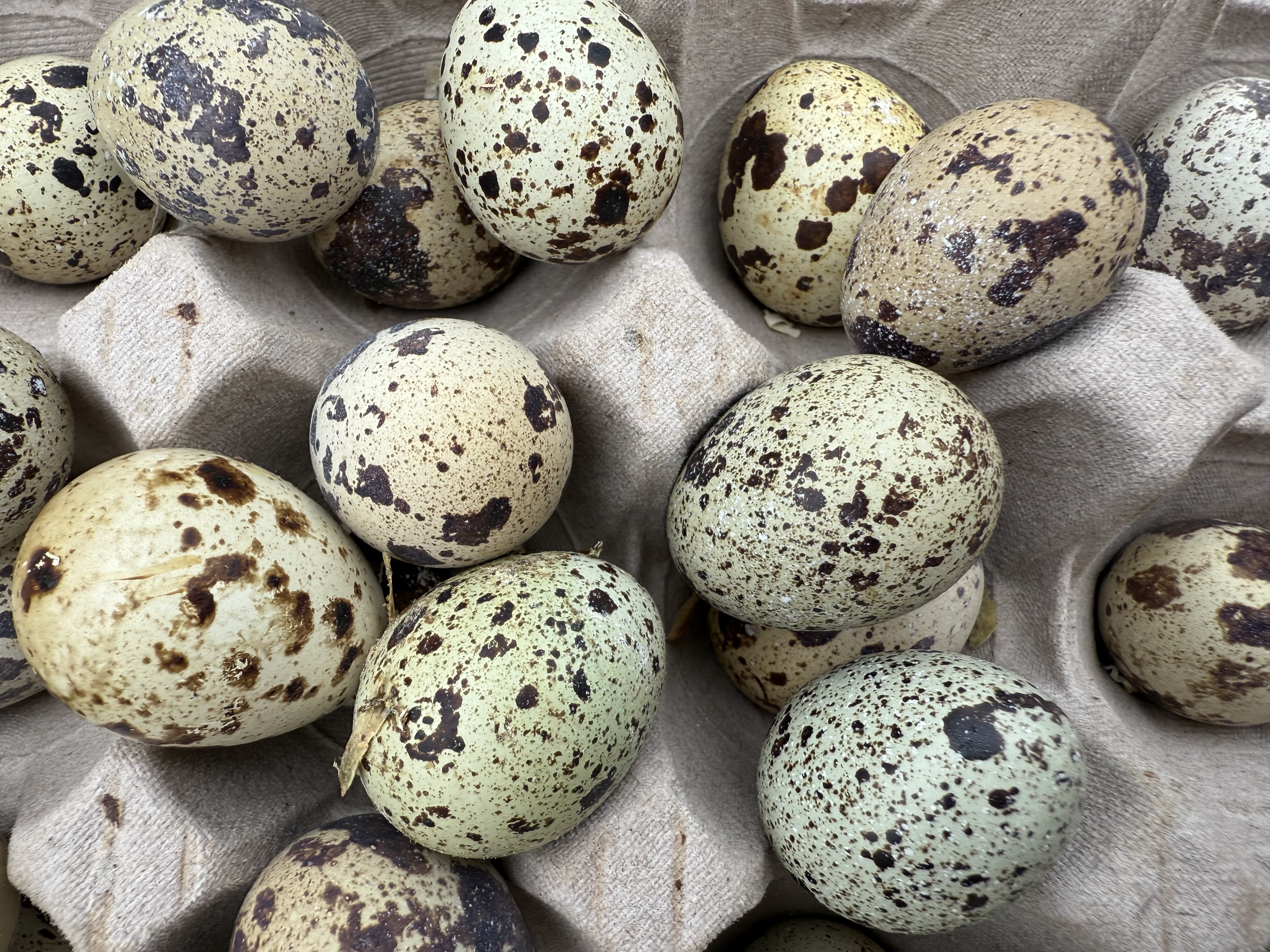 Coturnix Quail Hatching Eggs multiples of x12