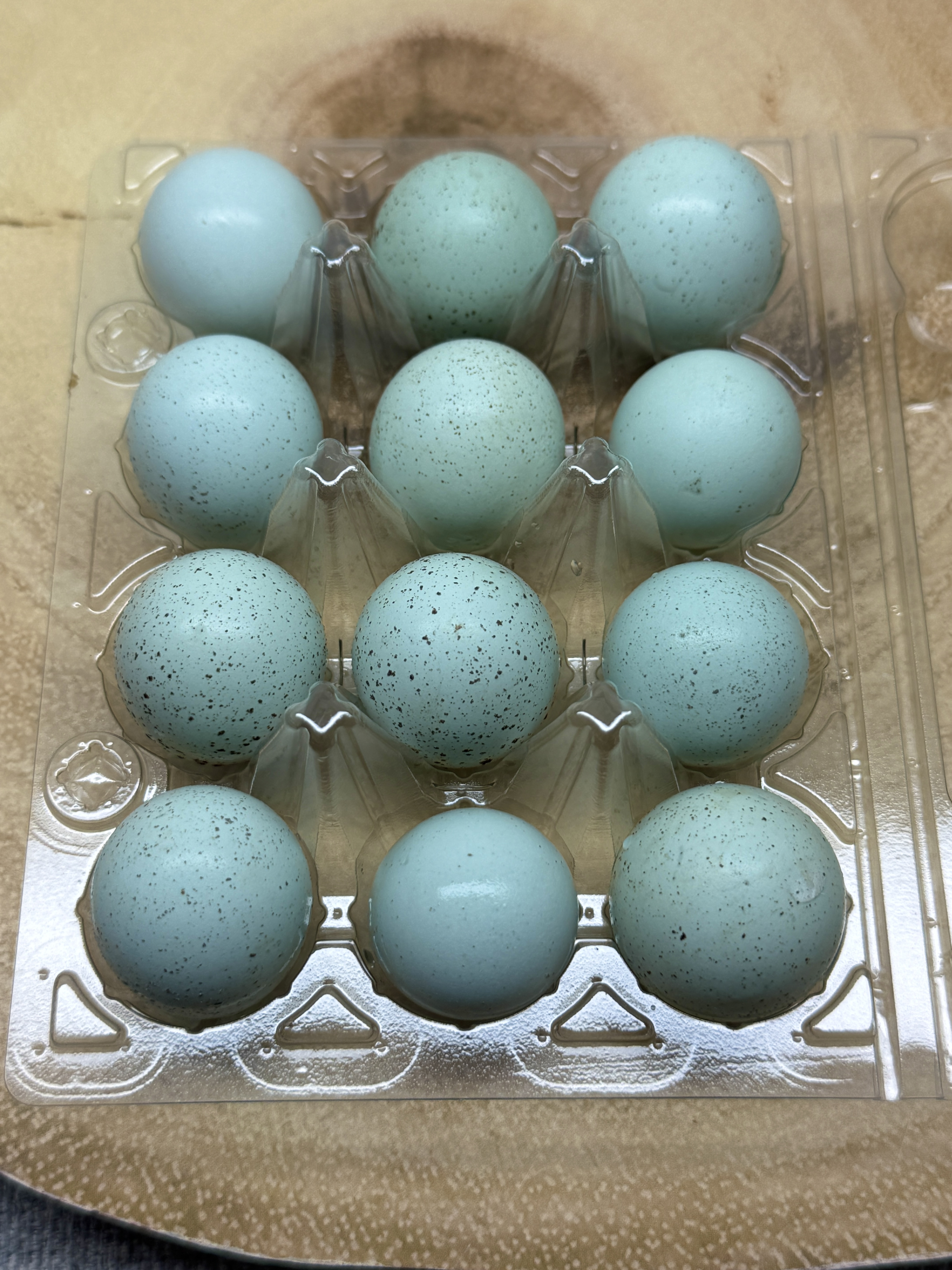 Celadon Quail Hatching Eggs multiples of x12