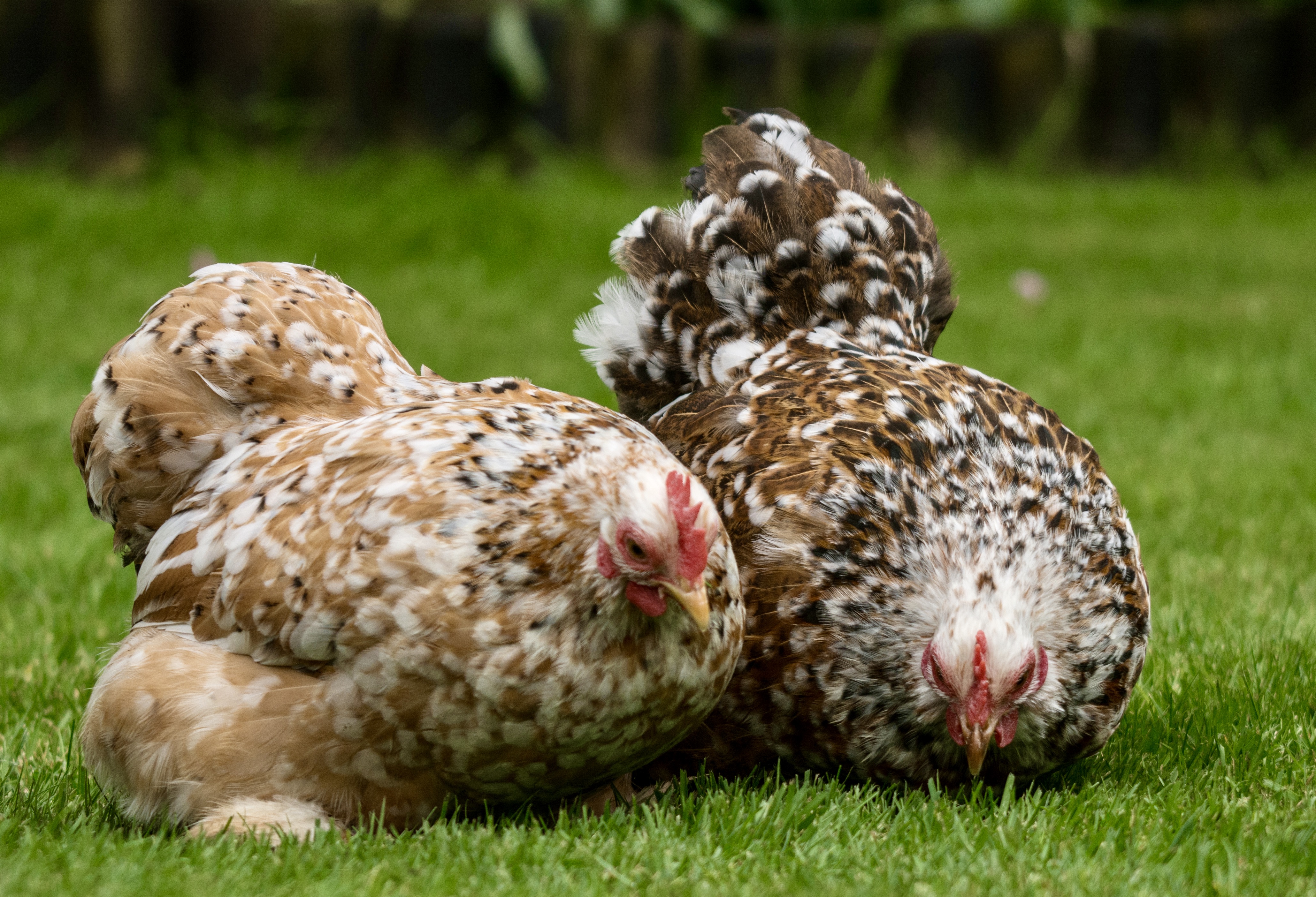 Millefleur Pekin Hatching Eggs multiples of x6