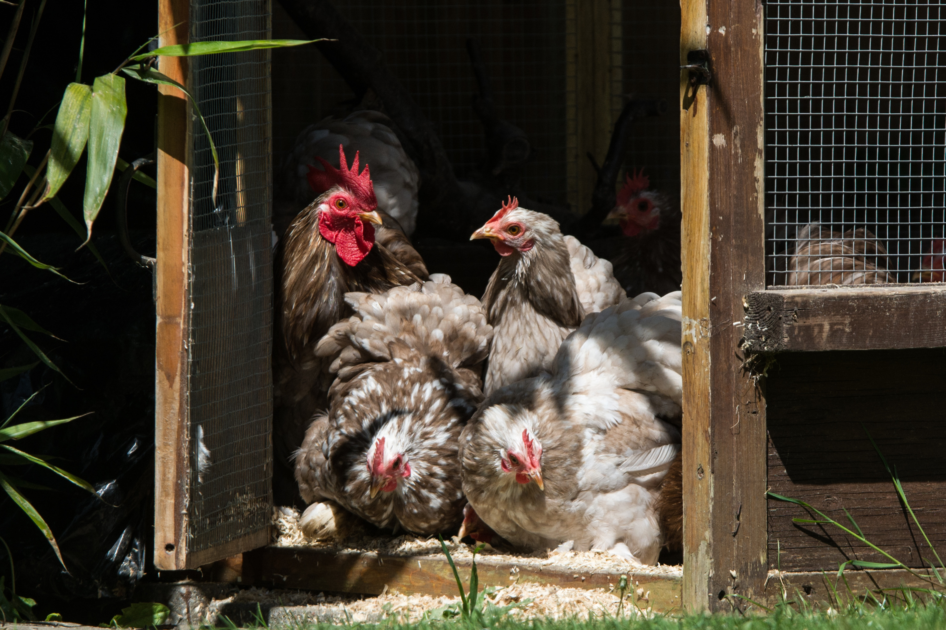 Mixed Mottled  Pekin Bantam Hatching Eggs multiples of x6
