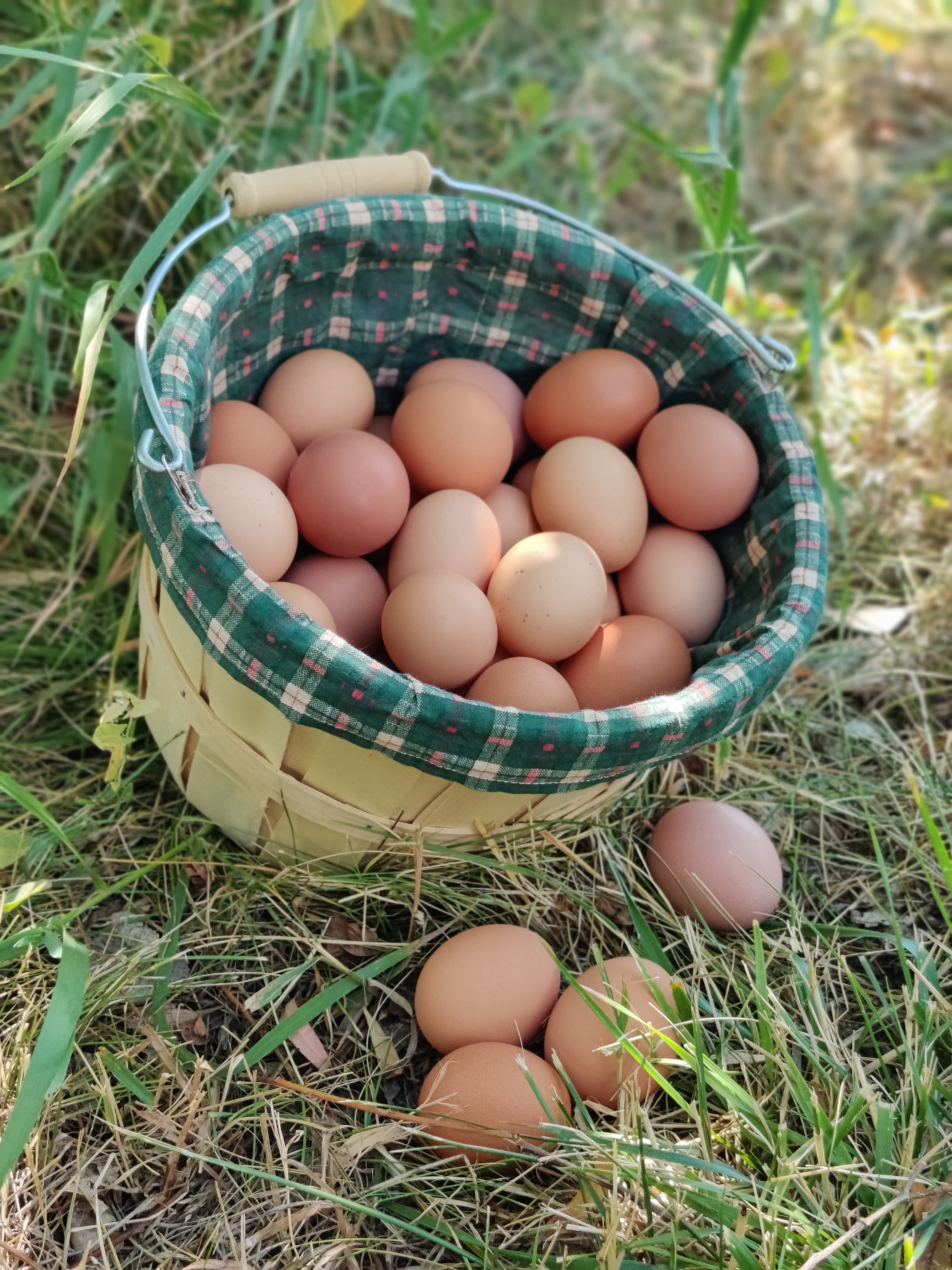 2 Dozen Freeze Dried Pasture Eggs
