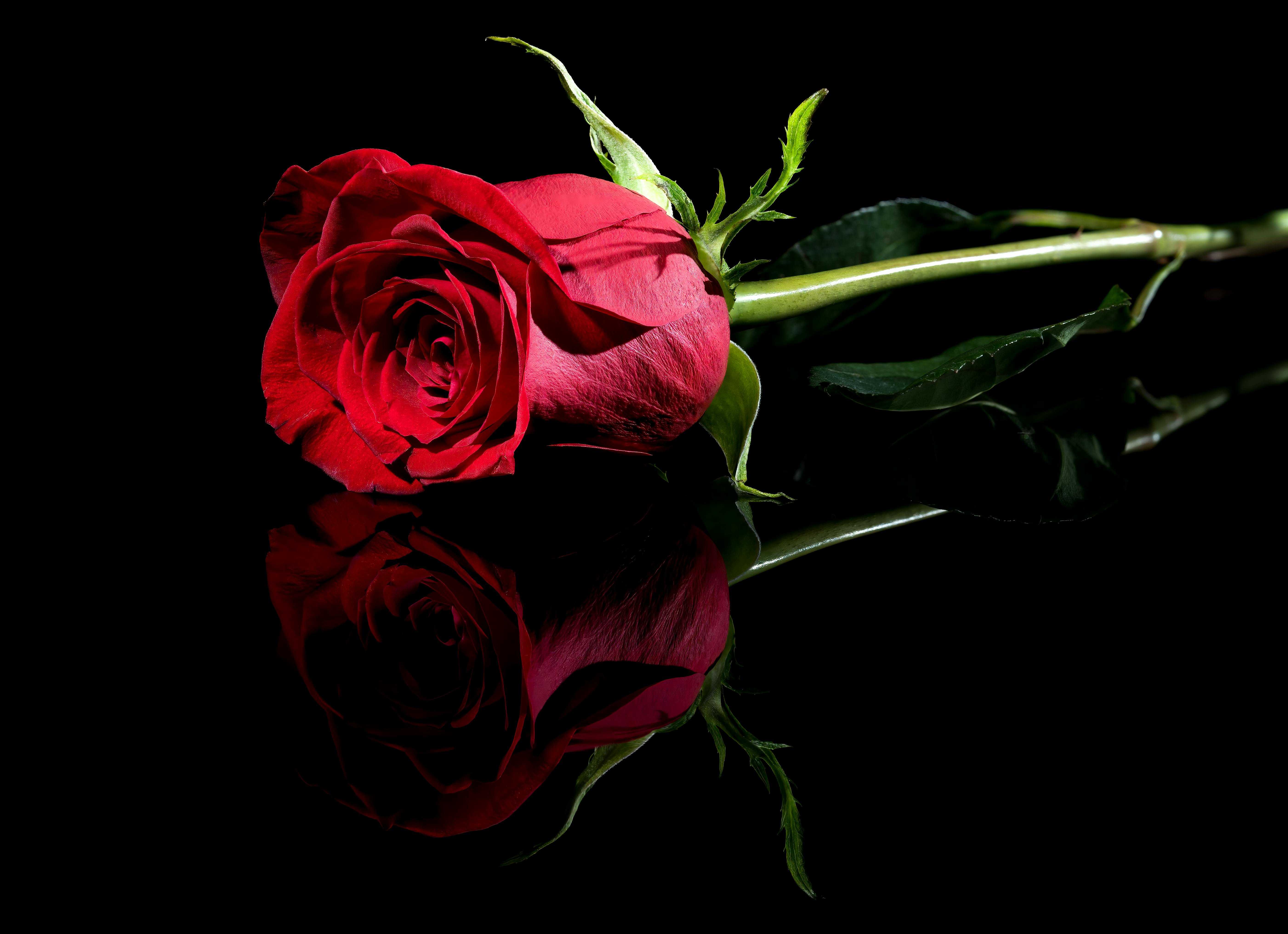 Single Long Stem Rose