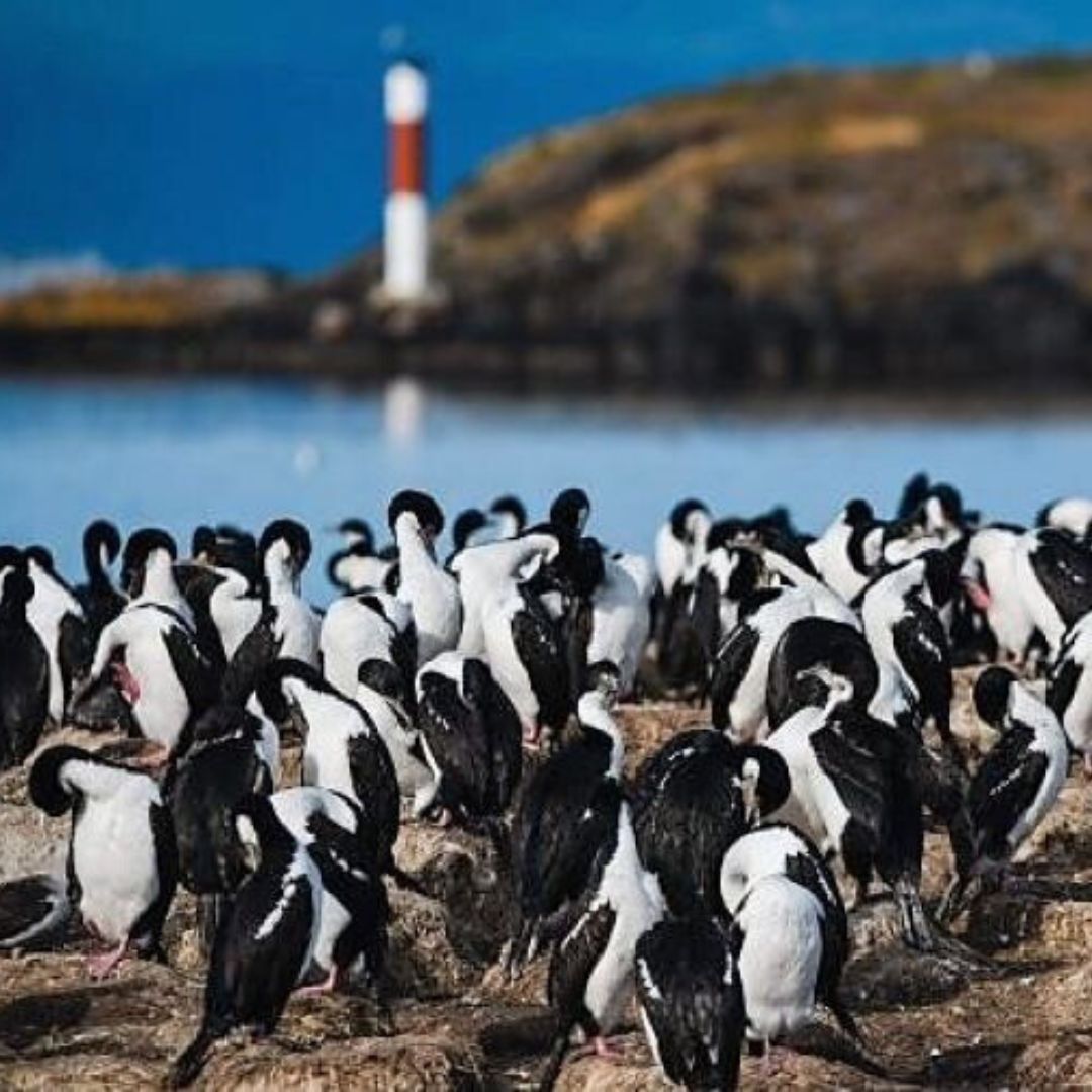 Observación de pingüinos