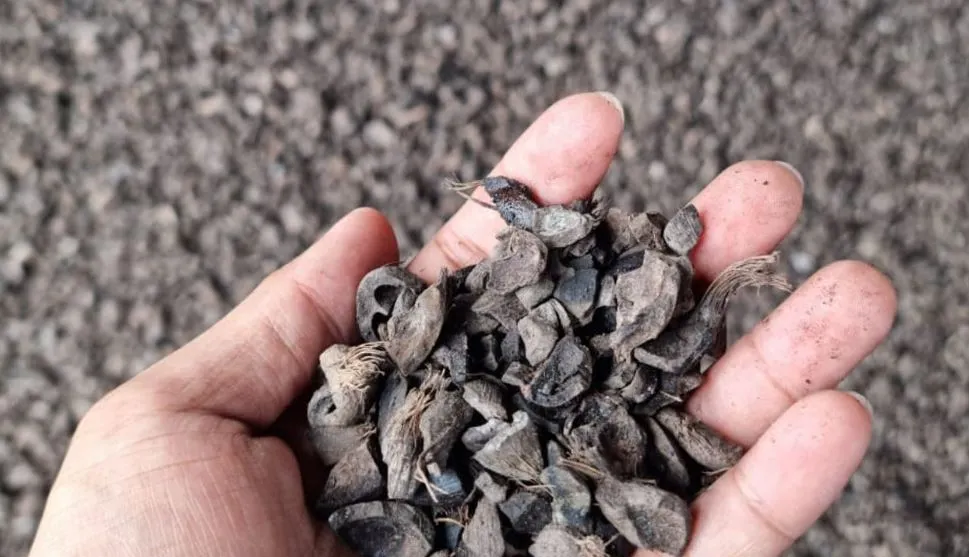 Cangkang Sawit (Palm Kernel Shell) – Premium Fuel ( Per 10 Ton )