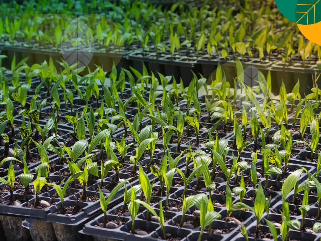 Paket Bibit Sawit Unggul Sertifikasi (Per Paket 500 Bibit)