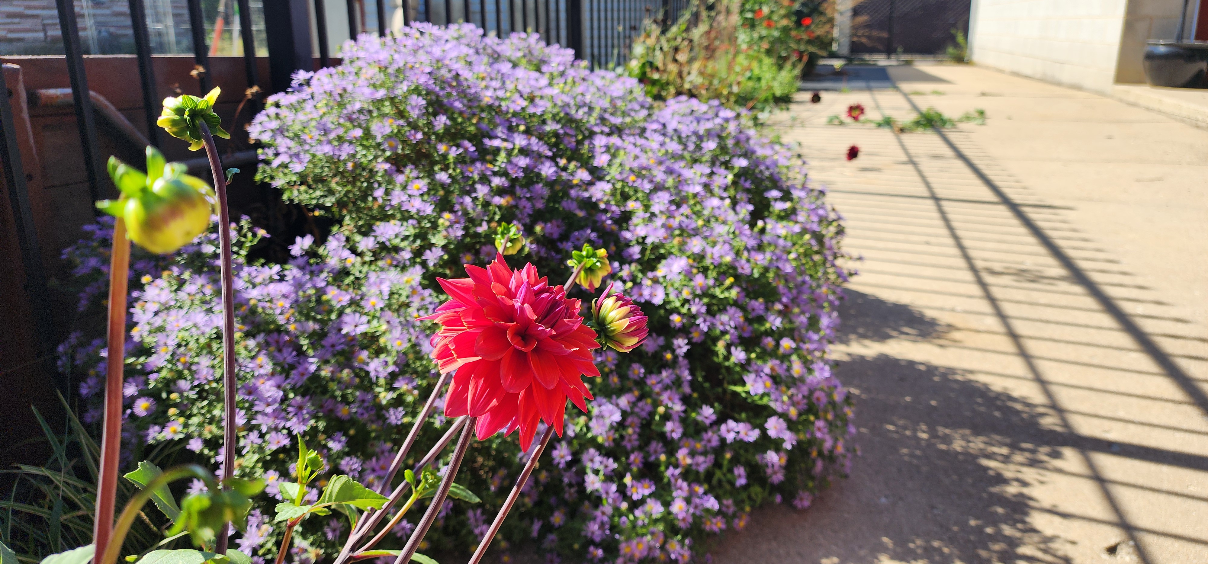 General Support Donation to Vibrant Lands Inc.