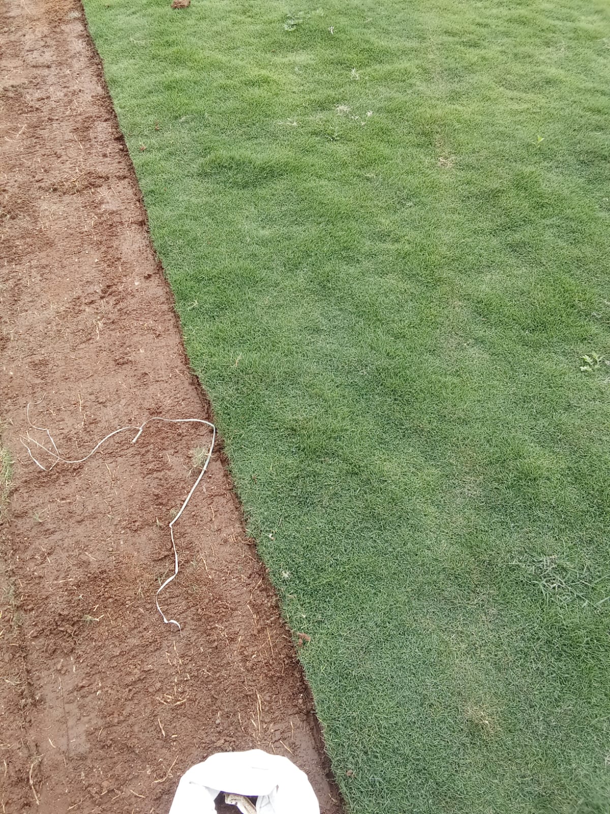 Natural Korean Grass Carpet