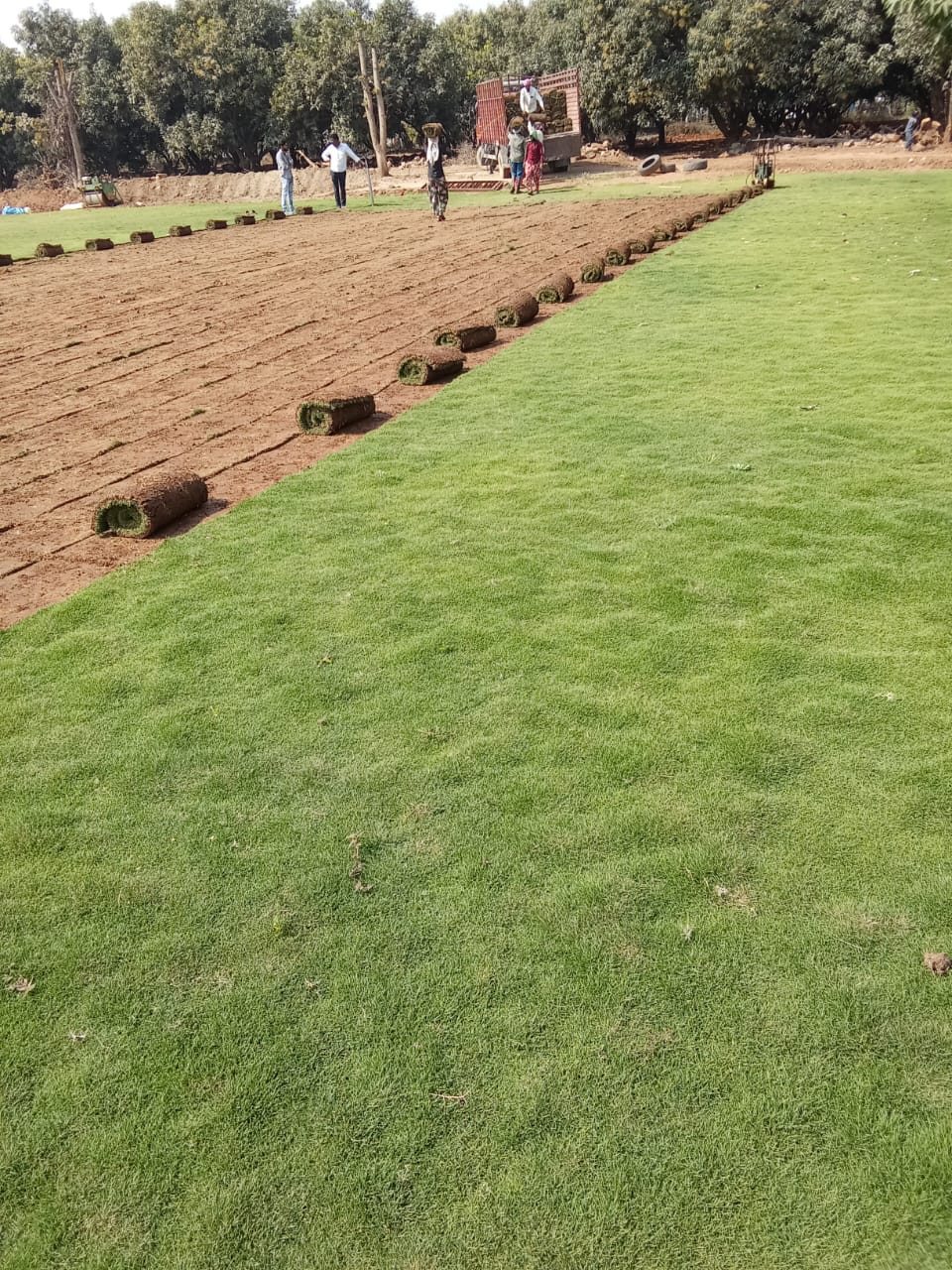 Natural Korean Grass Carpet