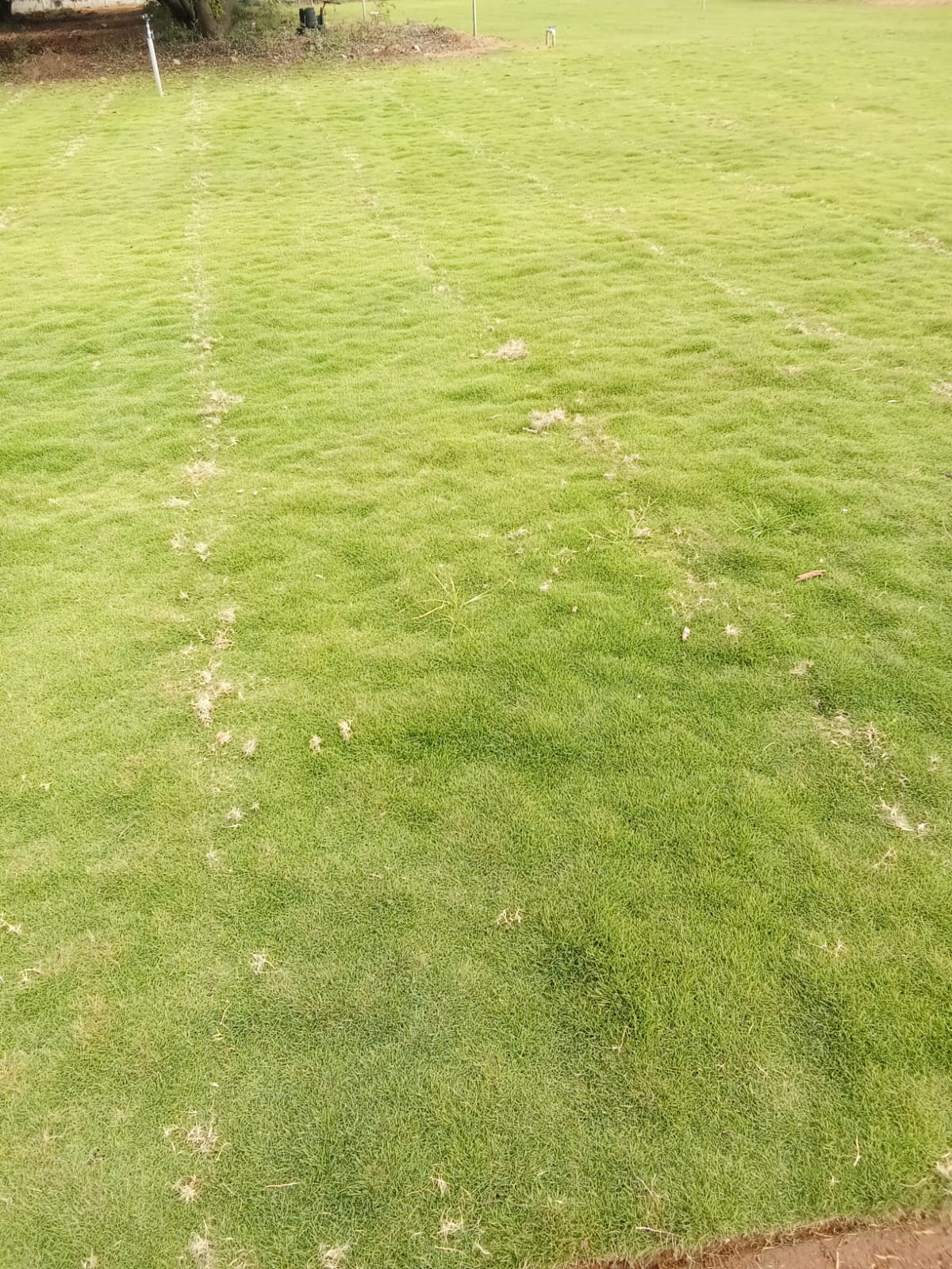 Natural Korean Grass Carpet