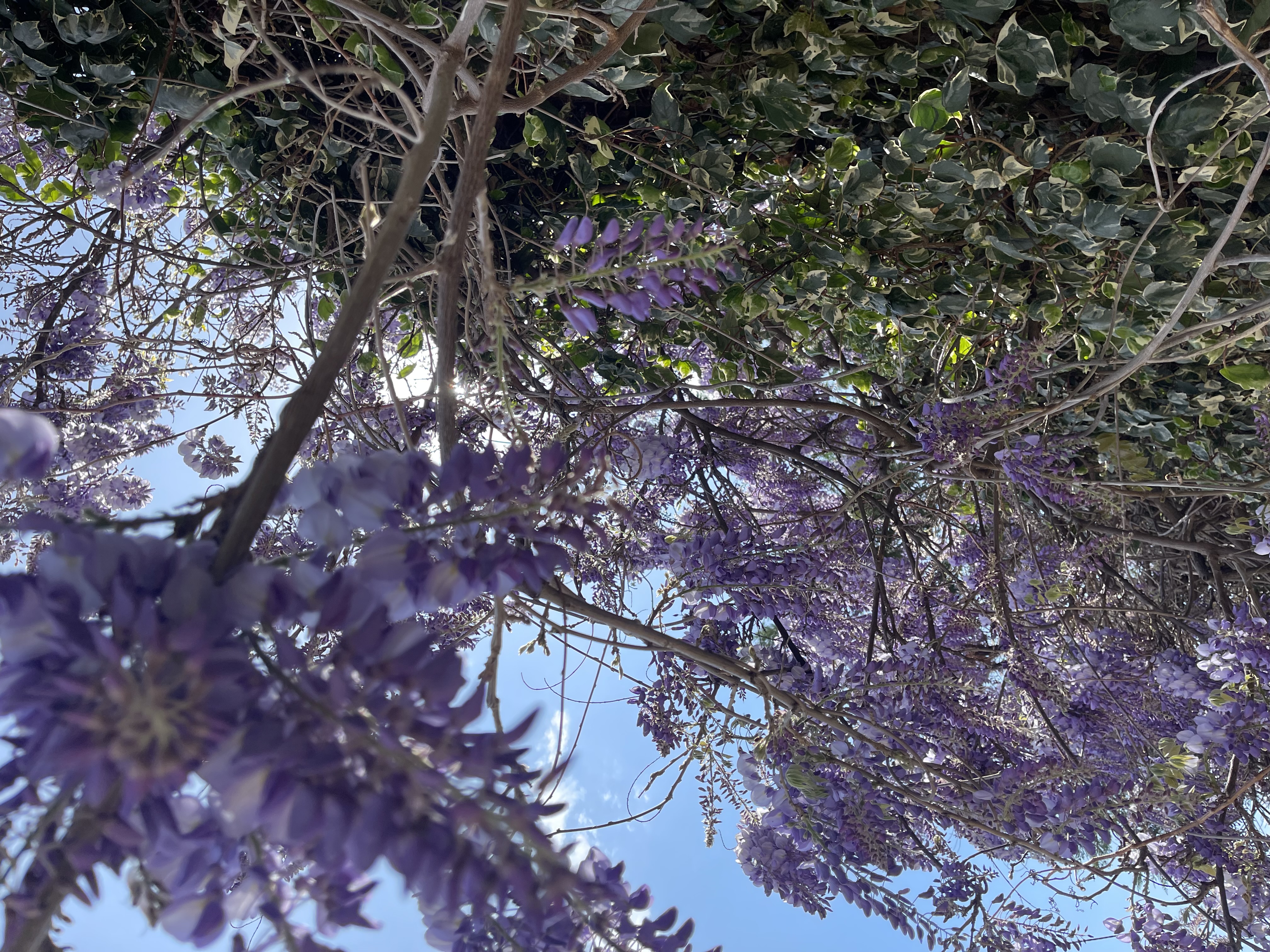 Travel Advisory Call