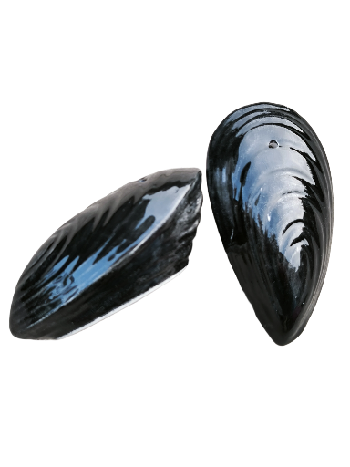 Coppia sale e pepe cozza - Mussel Shell Salt & Pepper Shakers