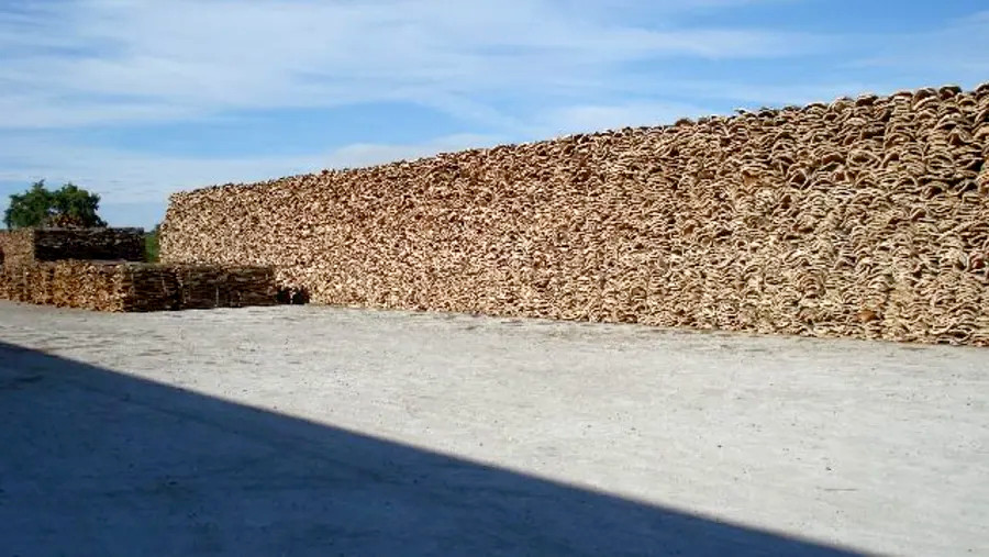 Cork Tour Around Évora