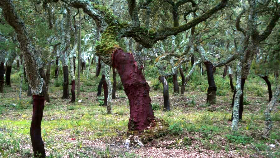 Évora Cork Forest Walk in Rural Alentejo