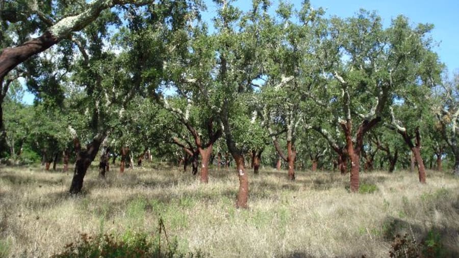 Cork Tour Around Évora