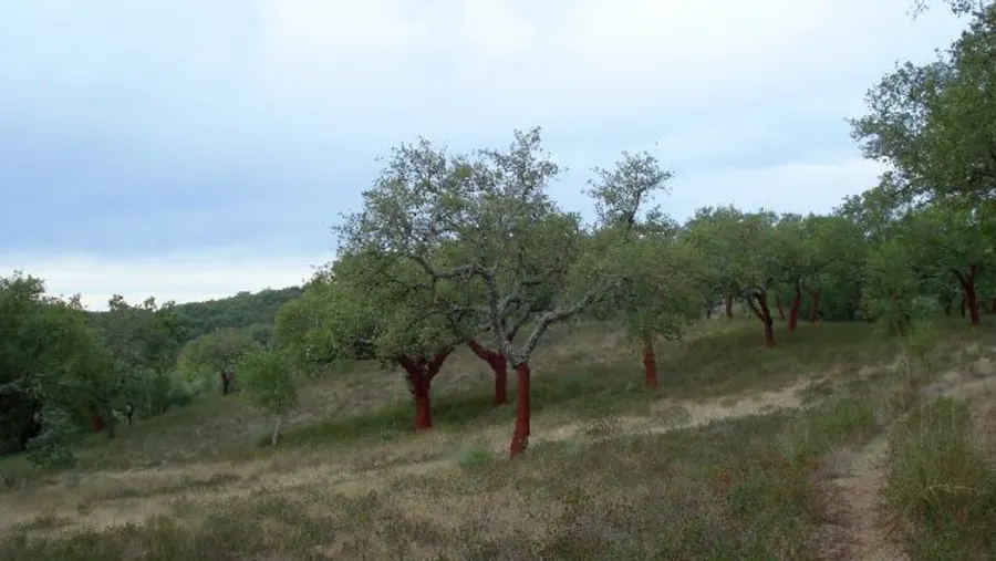 Cork Tour Around Évora