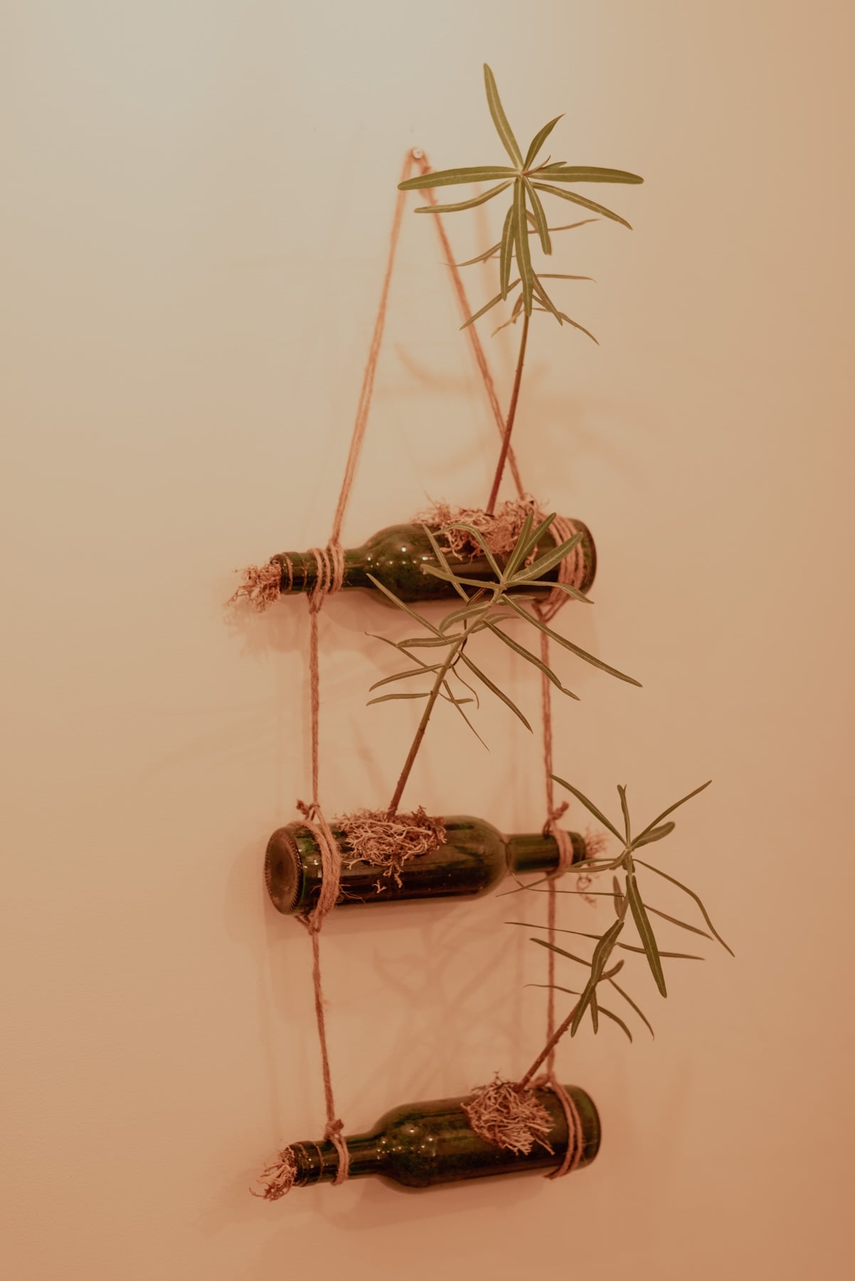 Jardinière "Pendantaj boteloj" (Euphorbes)