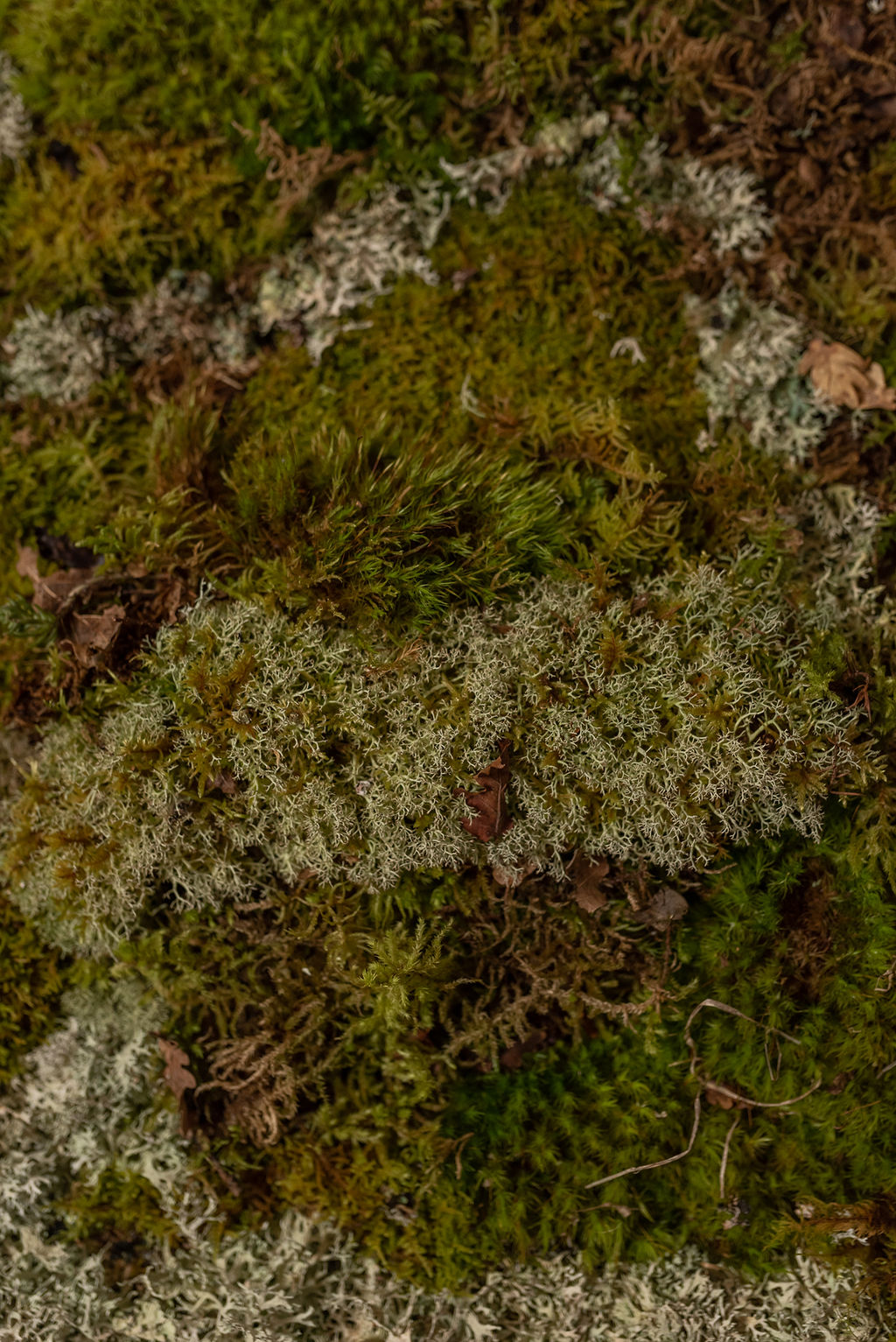 Tableau végétal "Ringo"