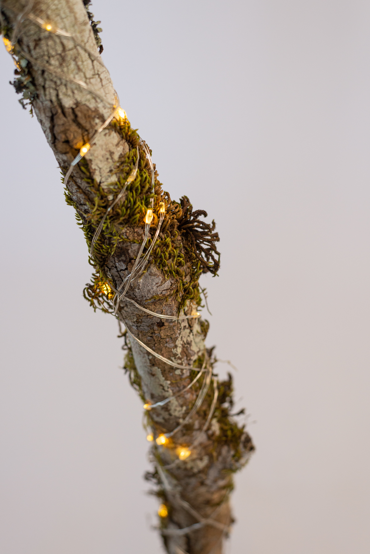 Lambe "Branco punktoj N2"