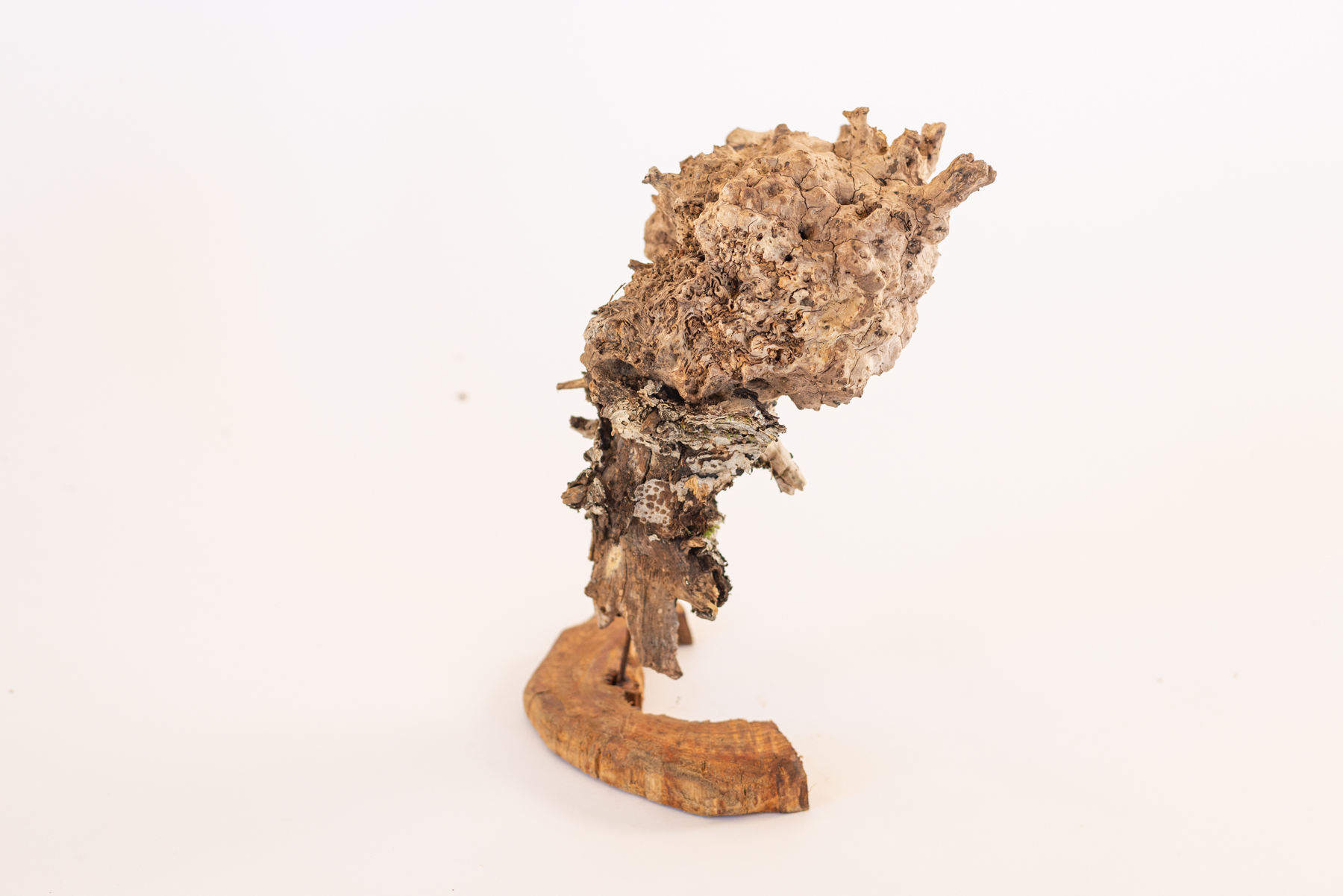 Sculpture "Cerbbranca N2"