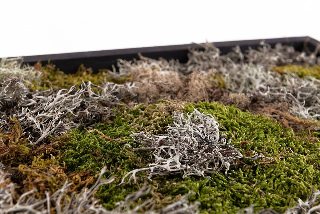 Tableau végétal "Kadro"