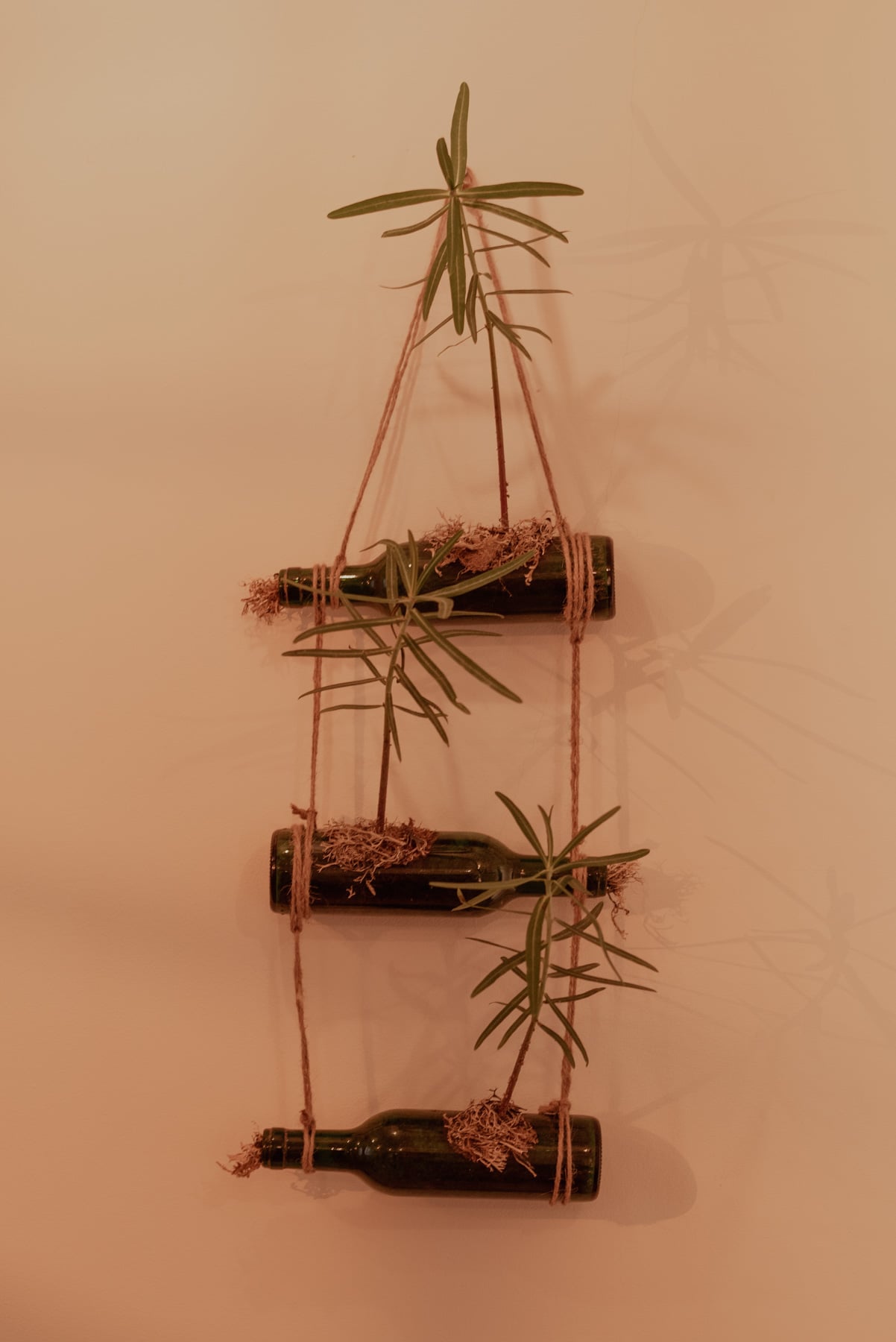 Jardinière "Pendantaj boteloj" (Euphorbes)