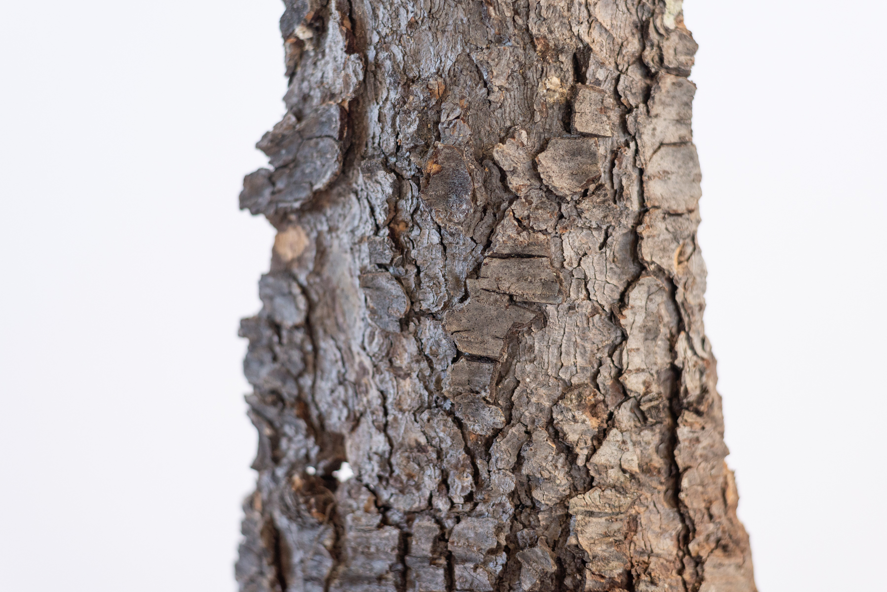 Lampe "Truigita ŝelo"