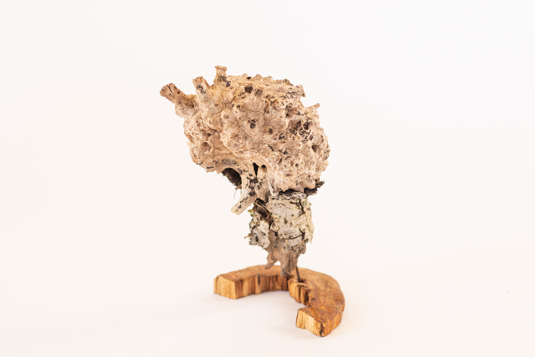 Sculpture "Cerbbranca N2"