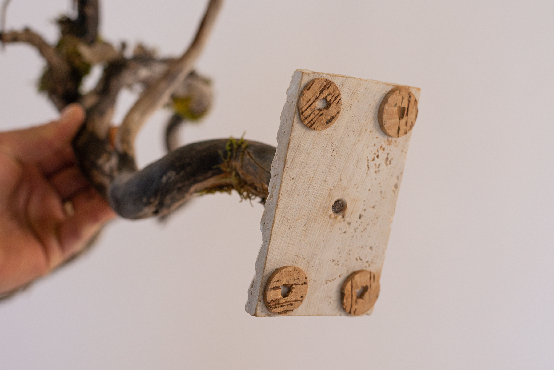 Sculpture "Hedera beleco"