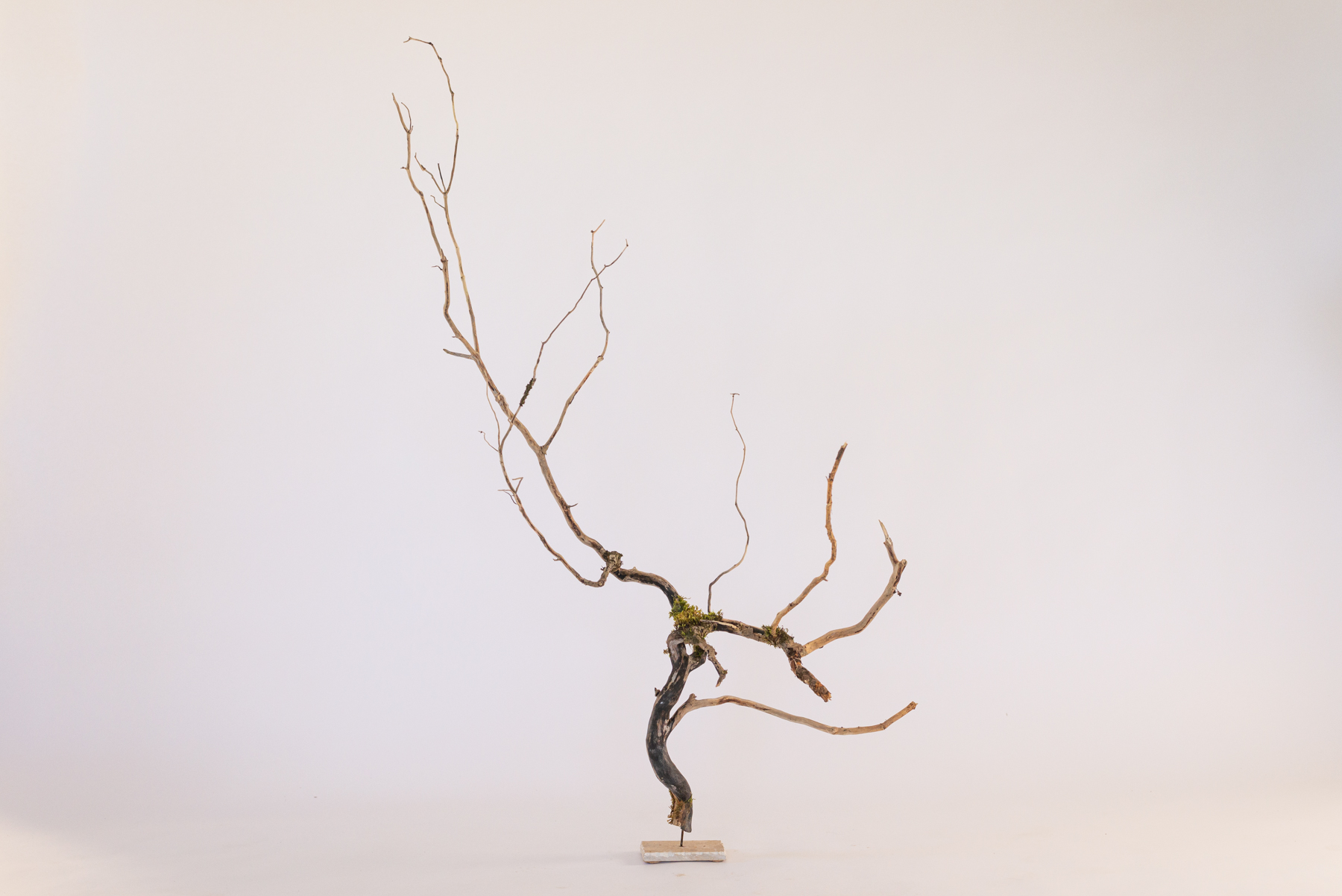 Sculpture "Hedera beleco"