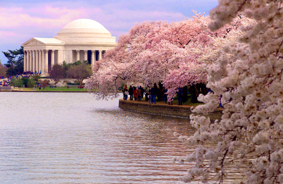 Cherry Blossom Insider's Tour