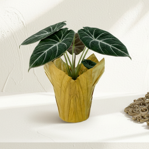 Natural Kraft Pot Cover