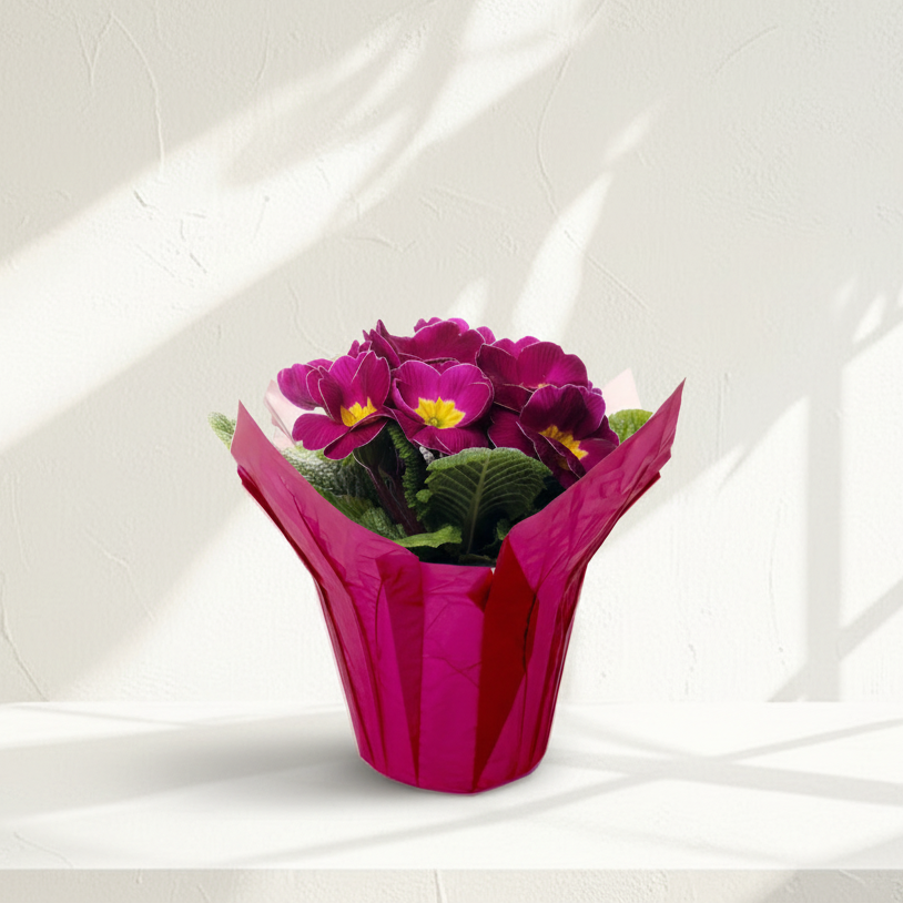 Pearlized Classic Pot Cover