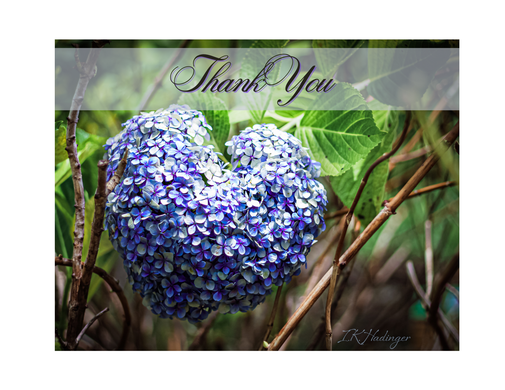 Hydrangea Heart Thank You Card