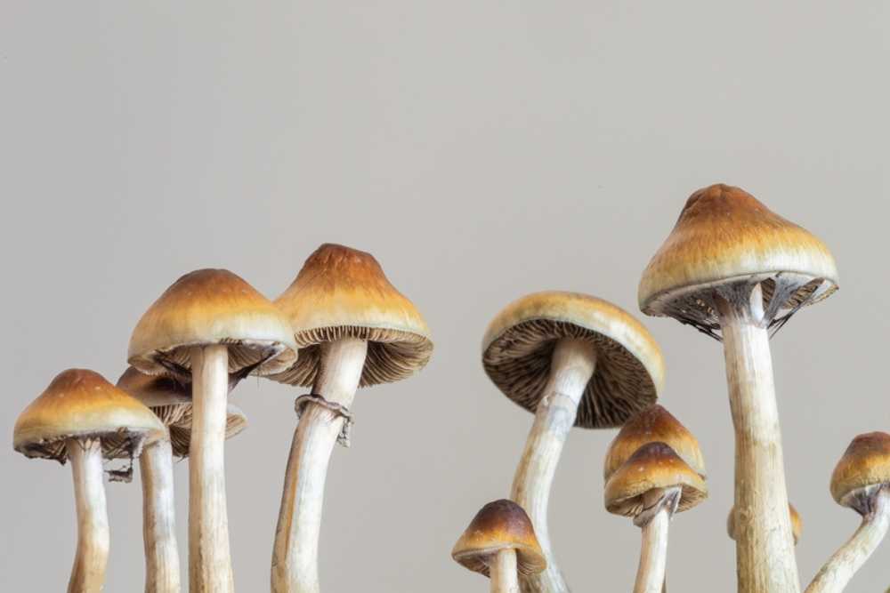 MUSHROOM EXTRACT CANDIES