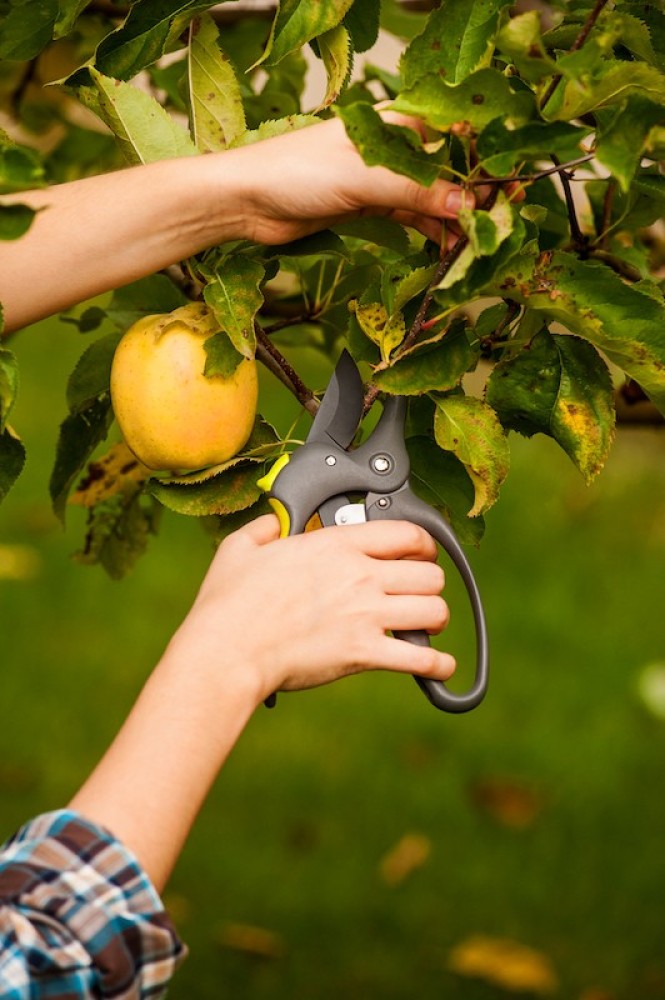 Sekatorius CRAZY 200 mm (maks. 30 mm)