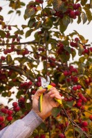 Sekatorius SEXY 200 mm (maks. 20 mm)