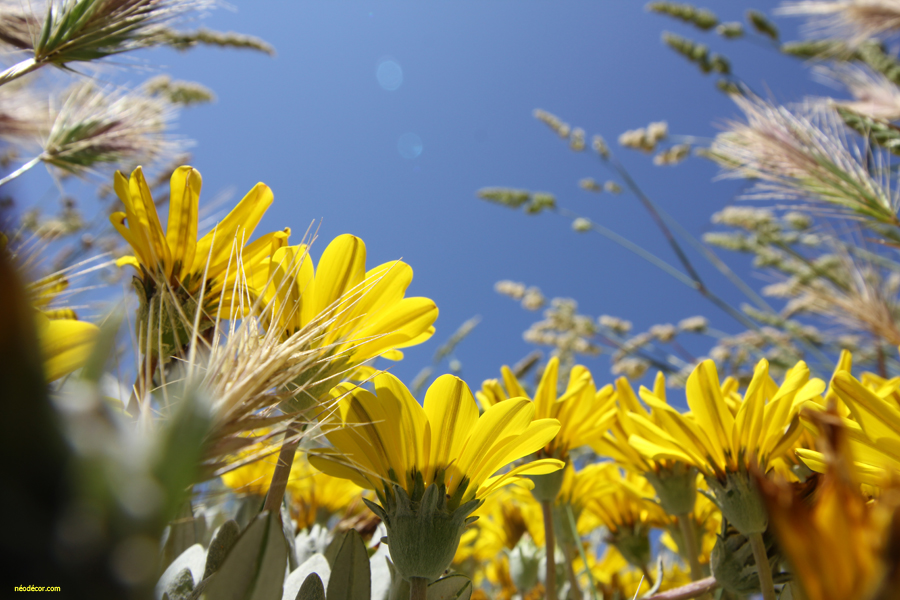 Cadre décor ref : Nature 001