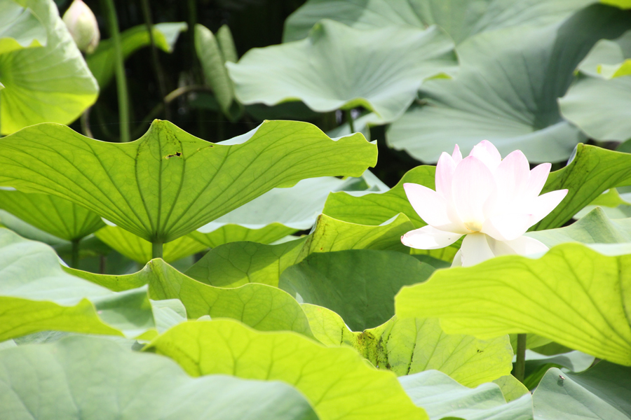 Cadre décor ref : Nature 5247