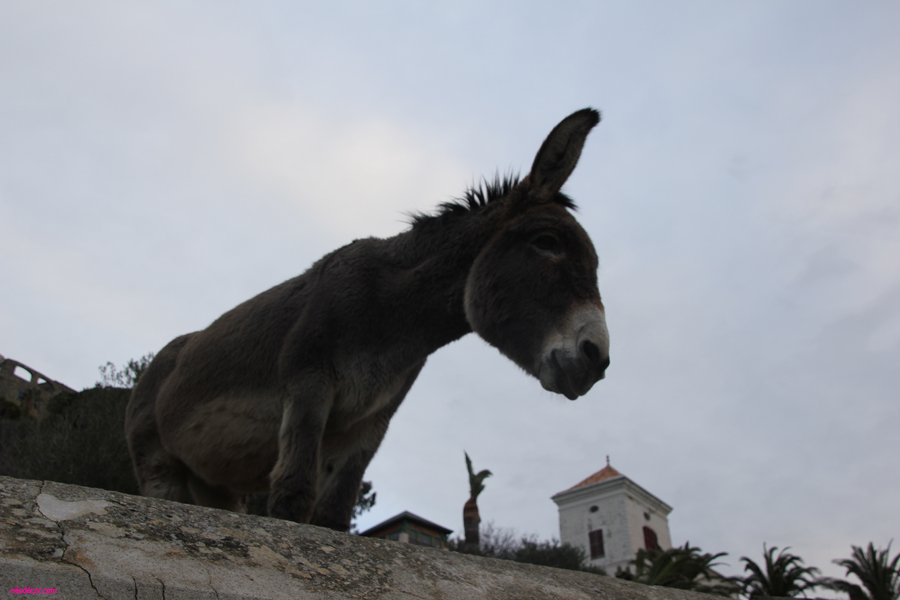 Cadre décor ref : Ane 023 Impression sur support Dibond avec laminage