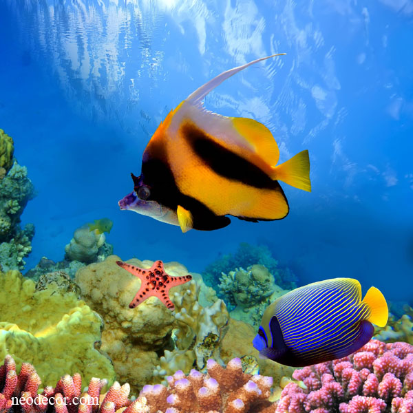 Cadre décor ref : Vision sous-marine 1218