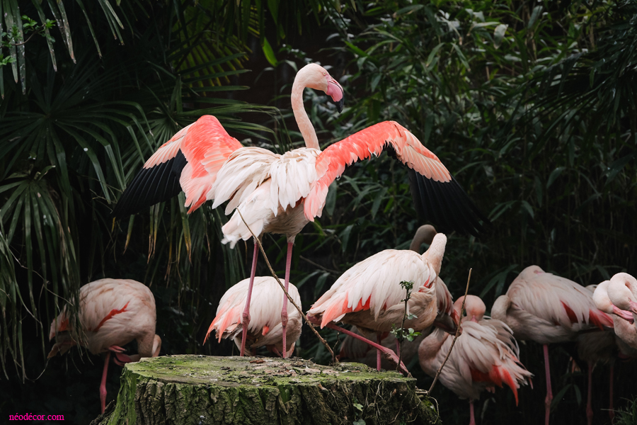 Cadres décor ref : Flament rose 2803