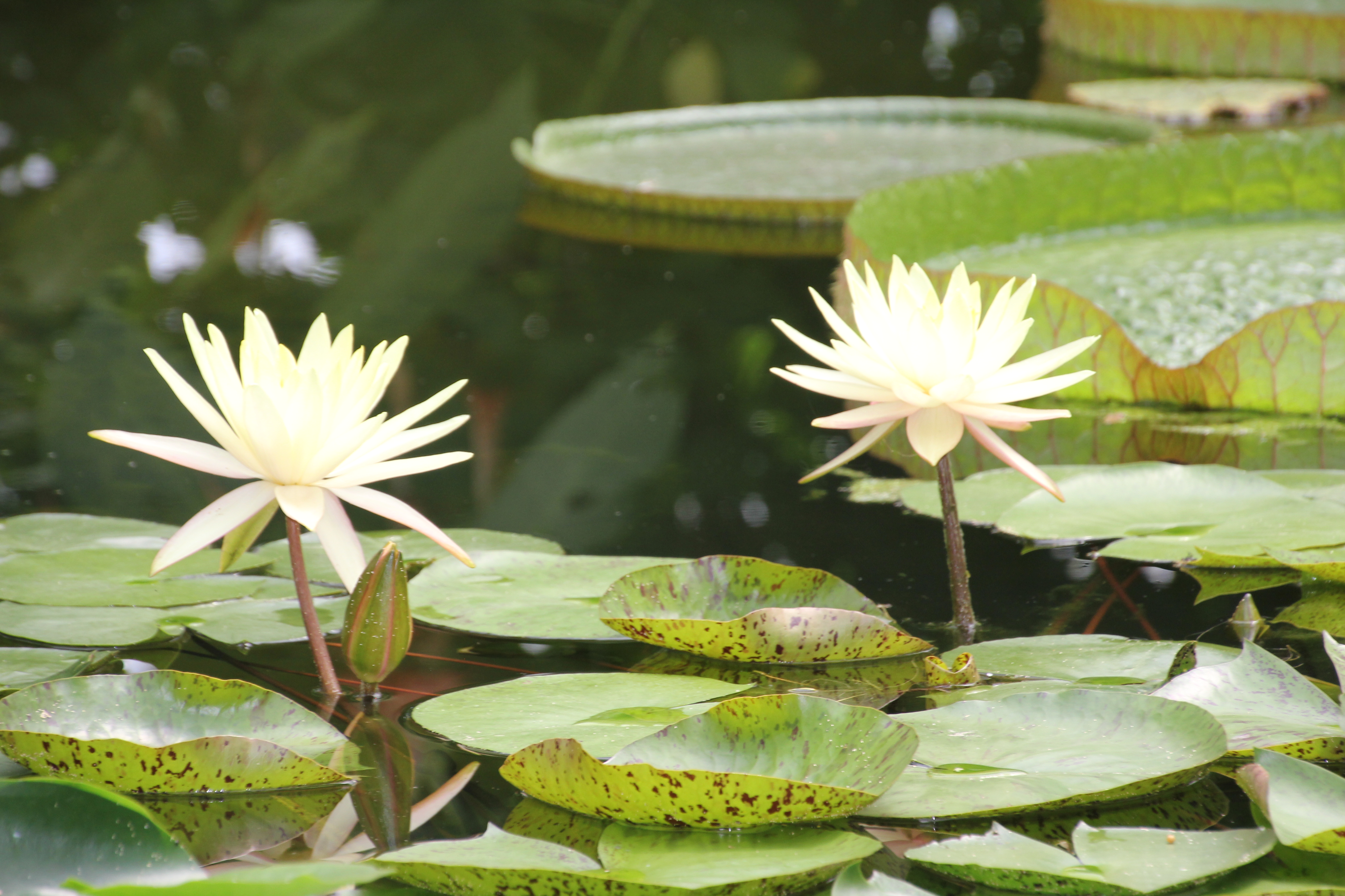 Cadre décor ref : Nature 5193