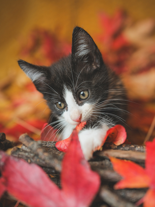 3Cadre décor ref : Chat 327