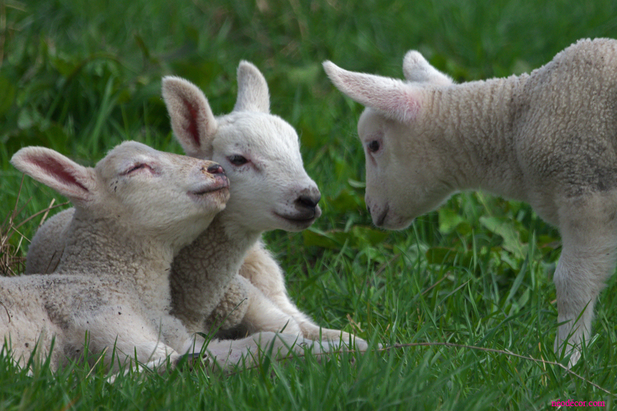 Cadre décor ref : Agneaux 5147