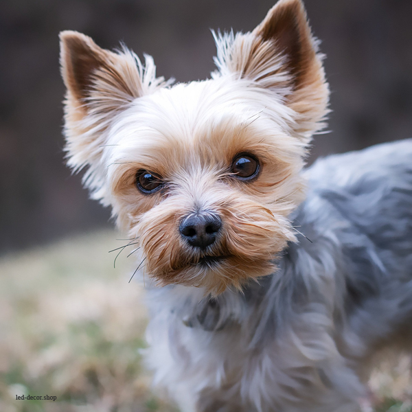 Cadres décor ref : Chien 3327