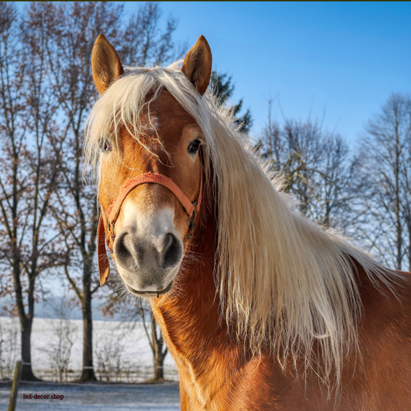 Cadres décor ref ; Cheval 3586