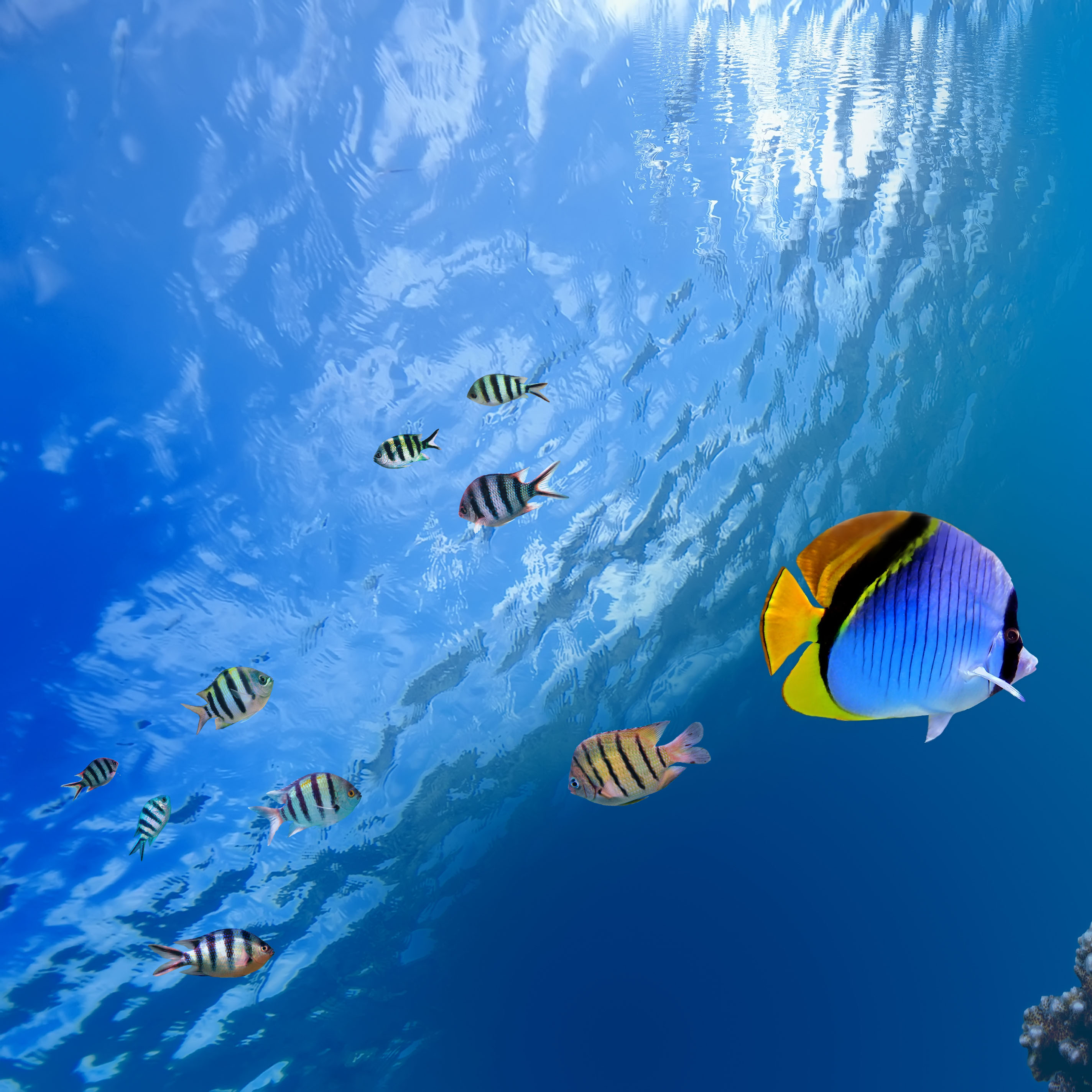 Cadres décor ref ; Vision sous marine 1215