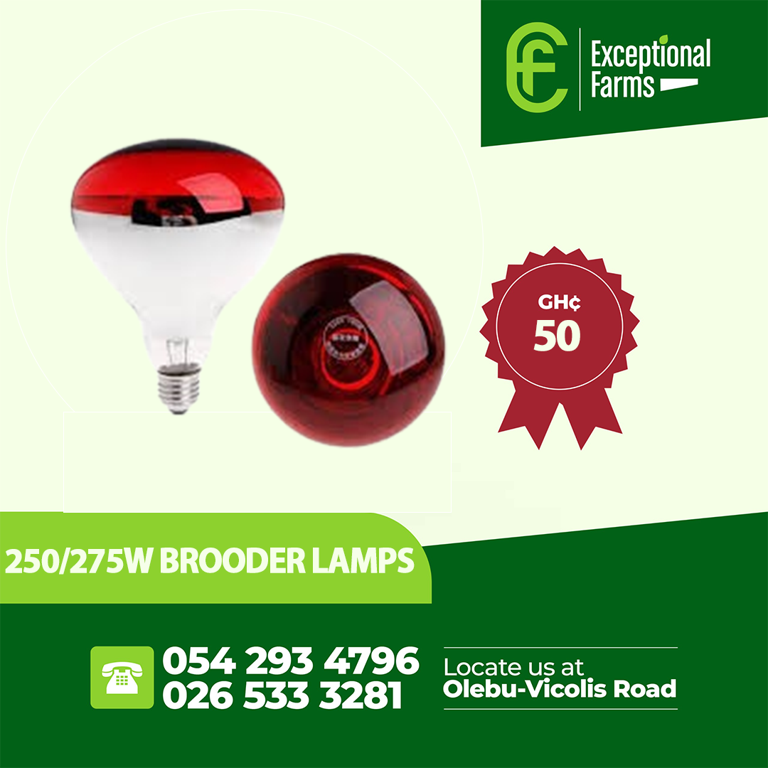 250/275W Brooder Lamps