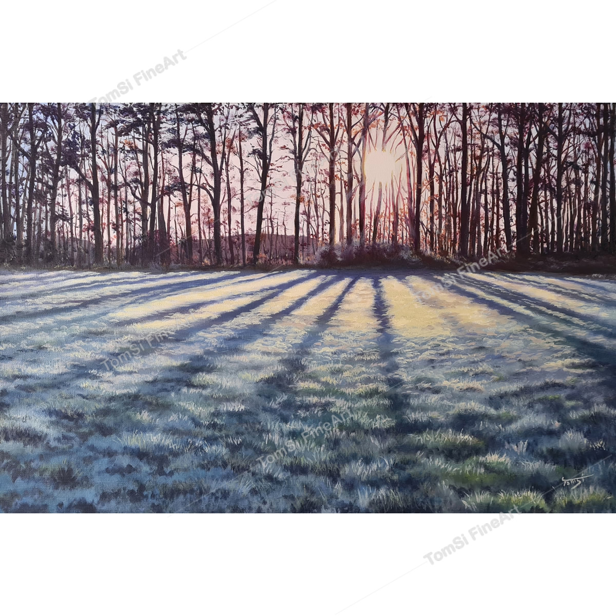 Morning Shadow Meadow