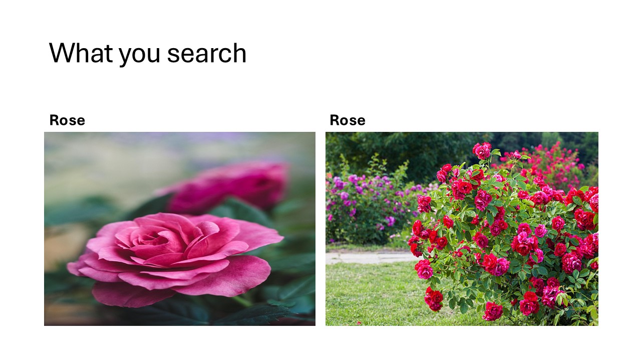 Rose